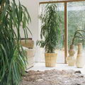 Ficus Binnendijkii
